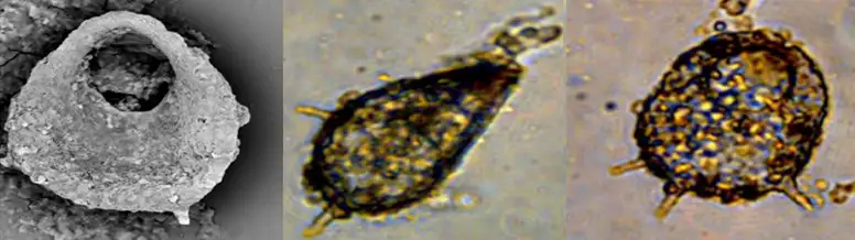 Centropyxis blatta
